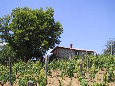 The house with vineyard and oak