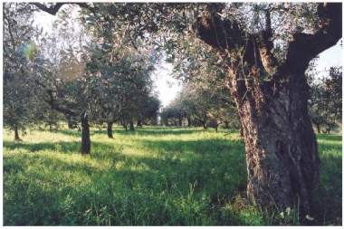 Olive trees