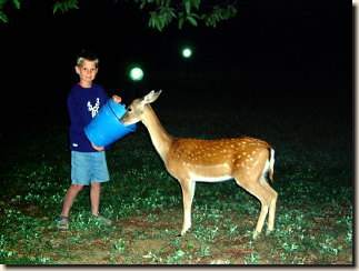 A fallow deer